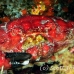 crab_reef_nr_h_0705_png0981.jpg